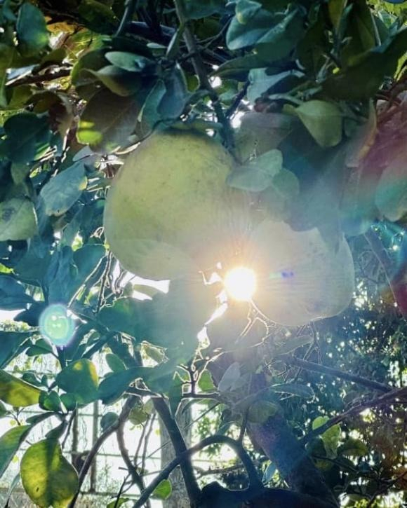 Thu quy gia nhat trong biet phu nghin met vuong