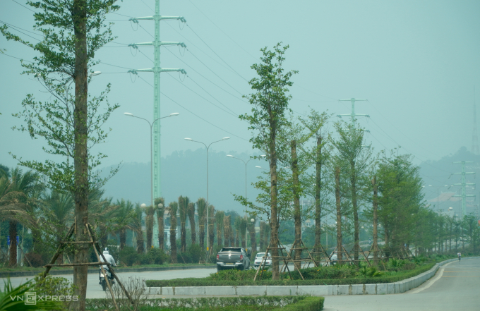 Bàng Đài Loan được trồng đại trà trên nhiều tuyến đường ở phường Hạc Thành. Ảnh: Lê Hoàng