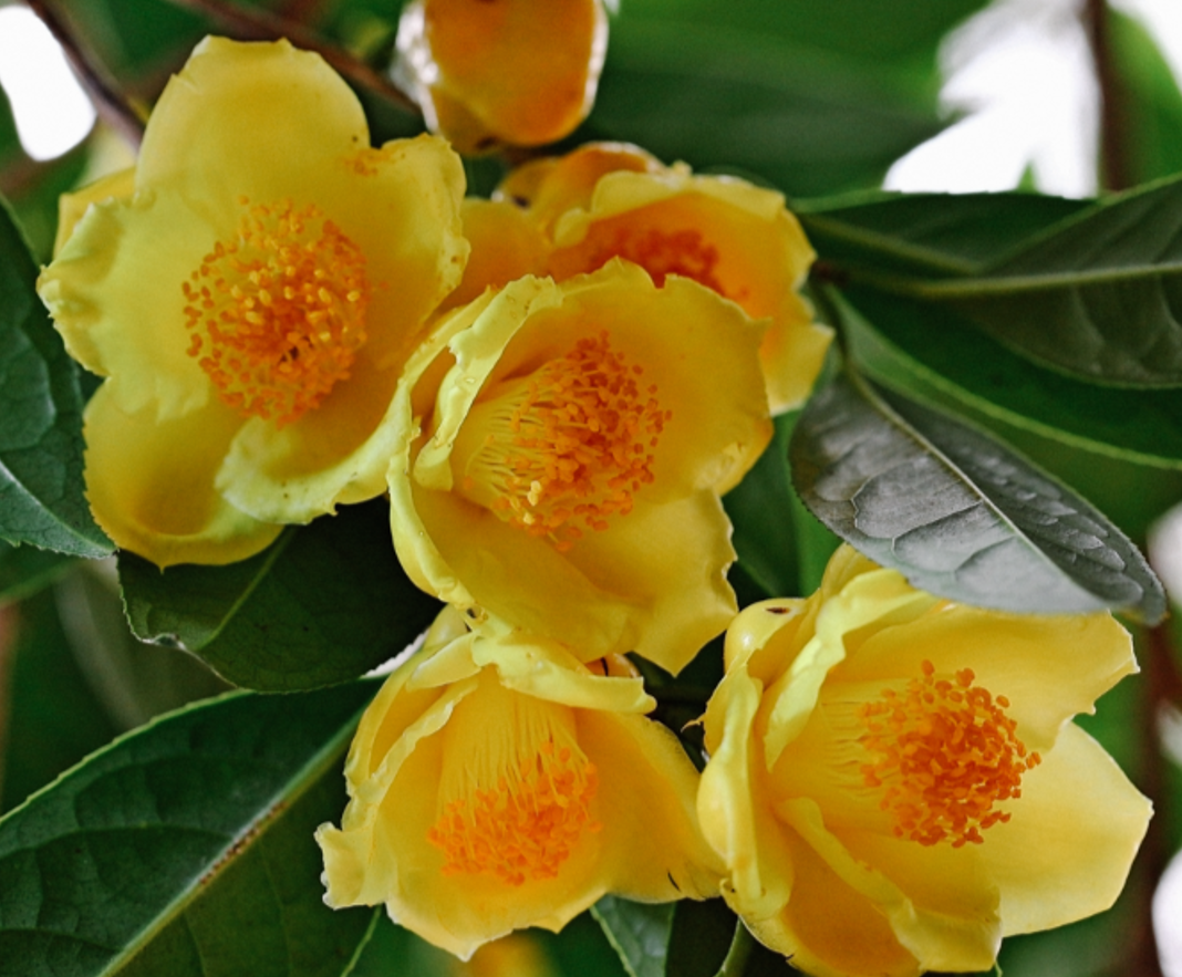 Không phải mê tín: Trong nhà có 6 loài cây này, càng trồng càng may mắn, bảo sao người giàu thích mê- Ảnh 1.