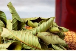 Việt Nam có loại lá rụng đầy gốc không ai ngó, lại là "thuốc quý" ngừa cả ung thư