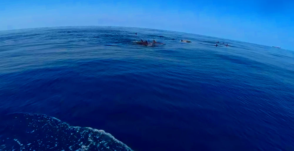 Đàn cá voi nổi vây trên mặt nước. Ảnh cắt từ clip của Trọng Tấn. cá voi