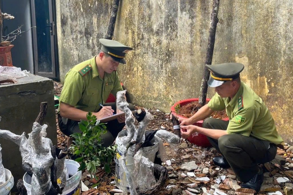 Vụ thu giữ hàng trăm cây muội hồng: Khó xử lý tang vật - 1