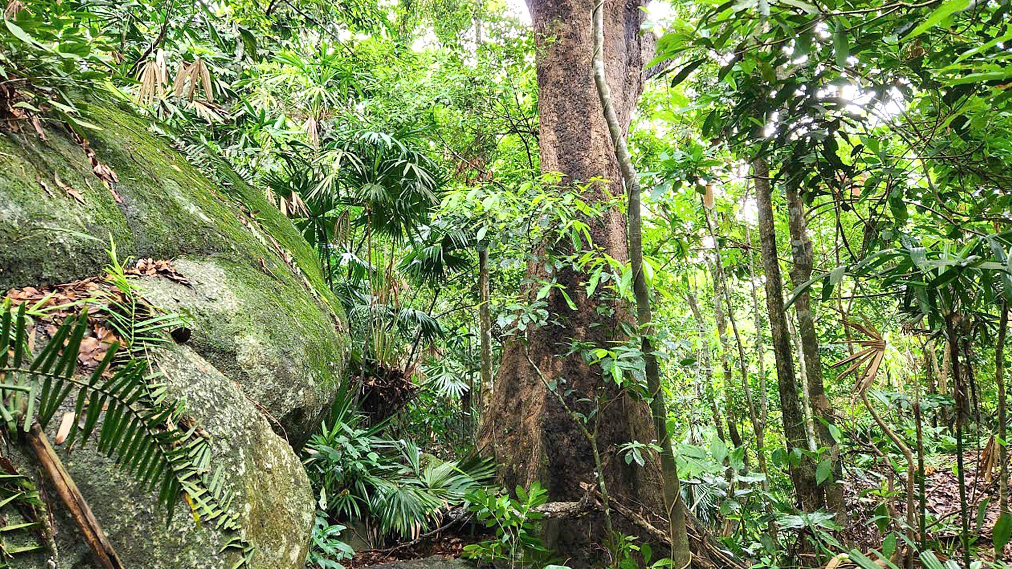 Xanh mát rừng Bắc Hải Vân 1 bắc hải vân - Ảnh 1.