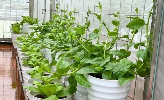 3 loại rau nên trồng ngay trong mùa hè: Xanh tốt, 15 ngày có rau ăn- Ảnh 1.